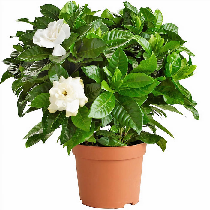 Gardenia Jasminoides “Cape Jasmine”