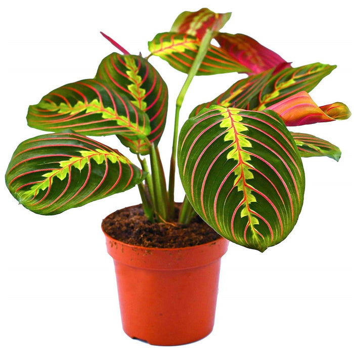 Maranta Leuconeura “Fascinator” (Prayer Plant)