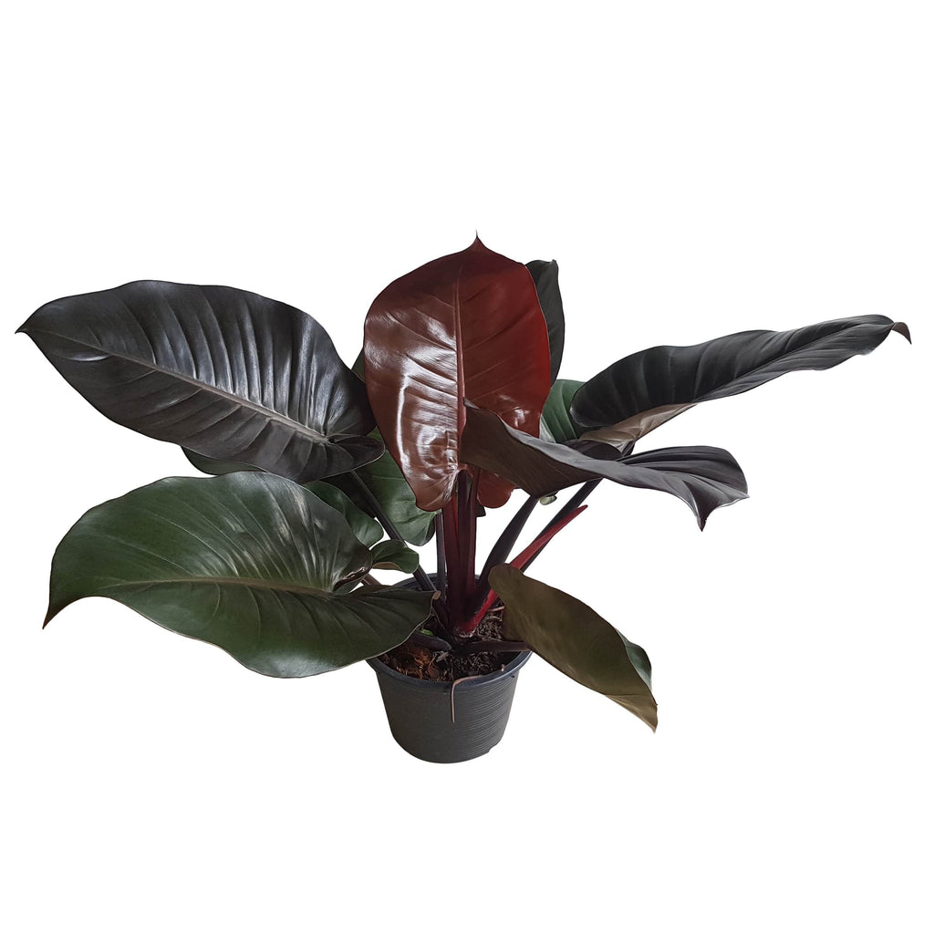 red cardinal plant philodendron Philodendron “Black Cardinal” (Blushing Philodendron) — Finecity Landscape