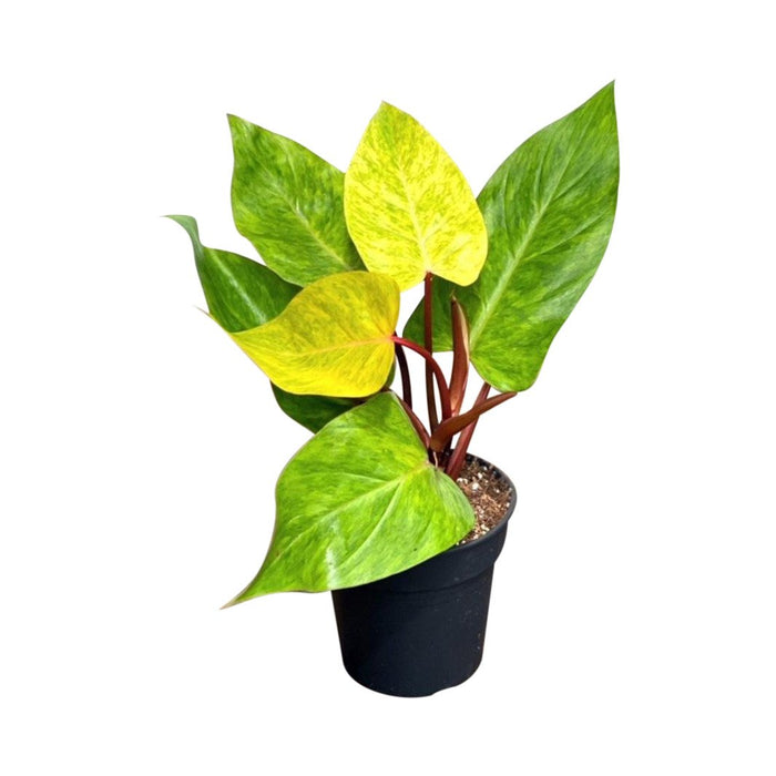 Philodendron “Painted Lady” (Bright Leaf Aroid)
