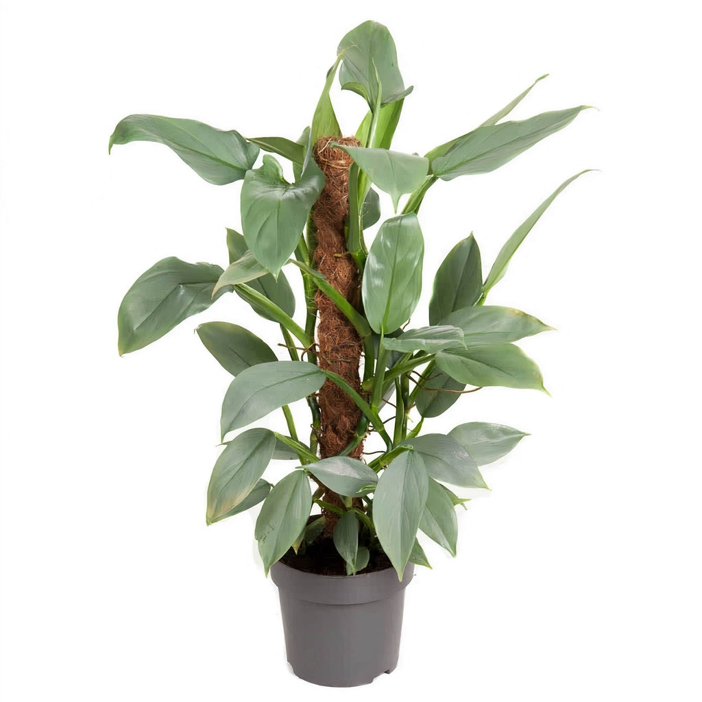 queen philodendron Philodendron “Silver Queen” — Finecity Landscape