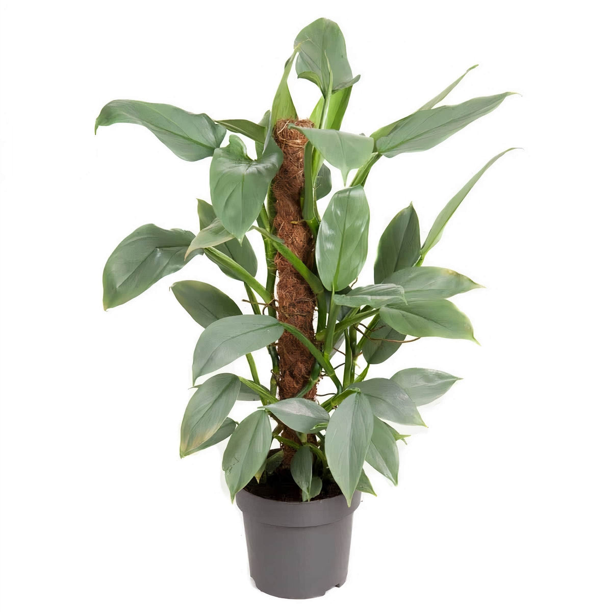 Philodendron “Silver Queen” — Finecity Landscape