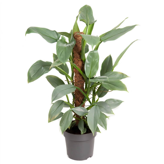 Philodendron “Silver Queen”