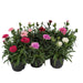 Dianthus Mix (Carnation/Pink/Sweet William)