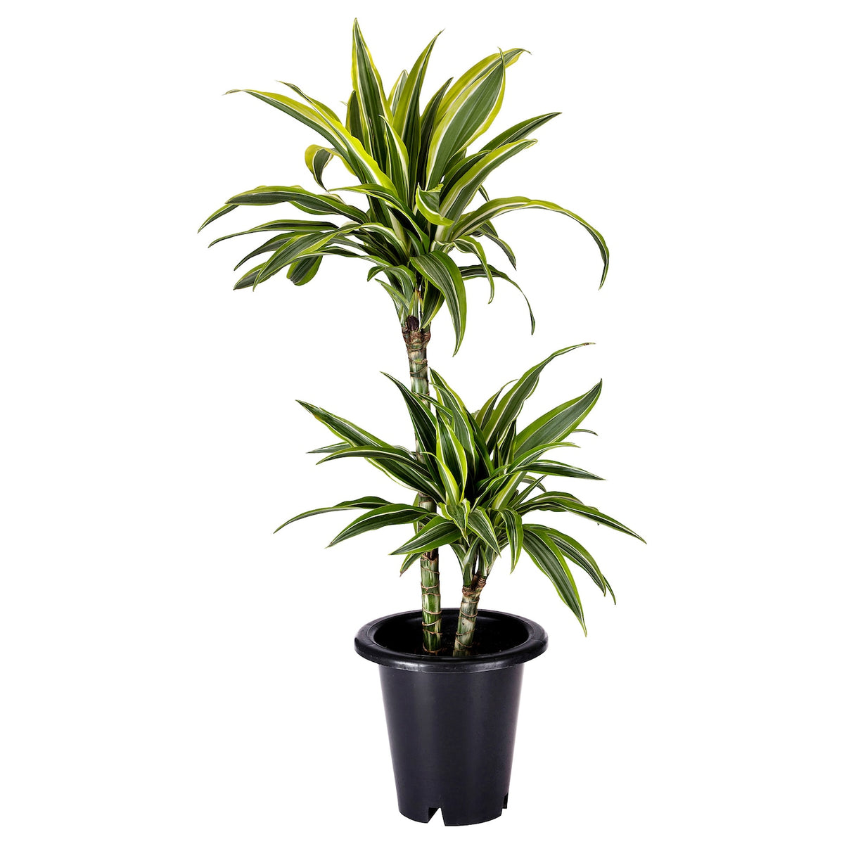 planta dracaena deremensis Dracaena Deremensis “Corn plant” — Finecity Landscape