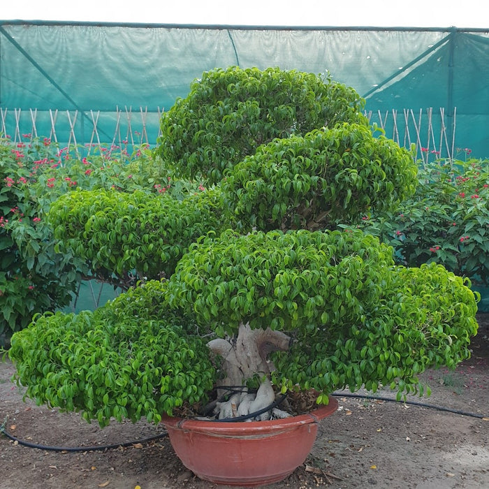 Ficus Microcarpa Bonsai Multi head (Ficus Retusa/Ginsen Ficus/Chinese Banyan/Curtain Fig/Indian Laurel)